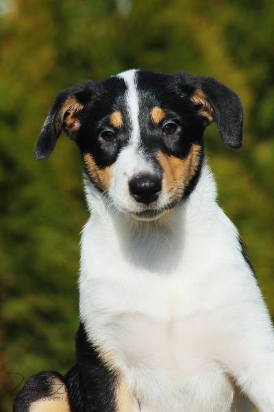 Allegria Daff Fun dog